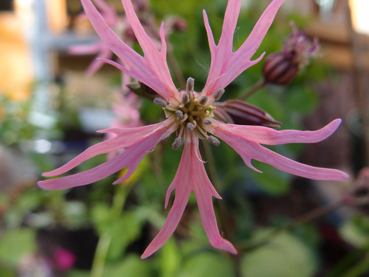 2019-04-24 wendel - der Garten